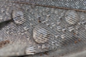 veer 11-2009 7456